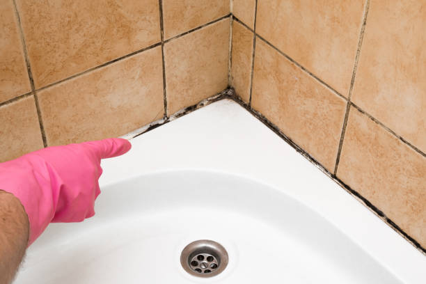 Best Attic Mold Remediation in Mission Nyon, CA